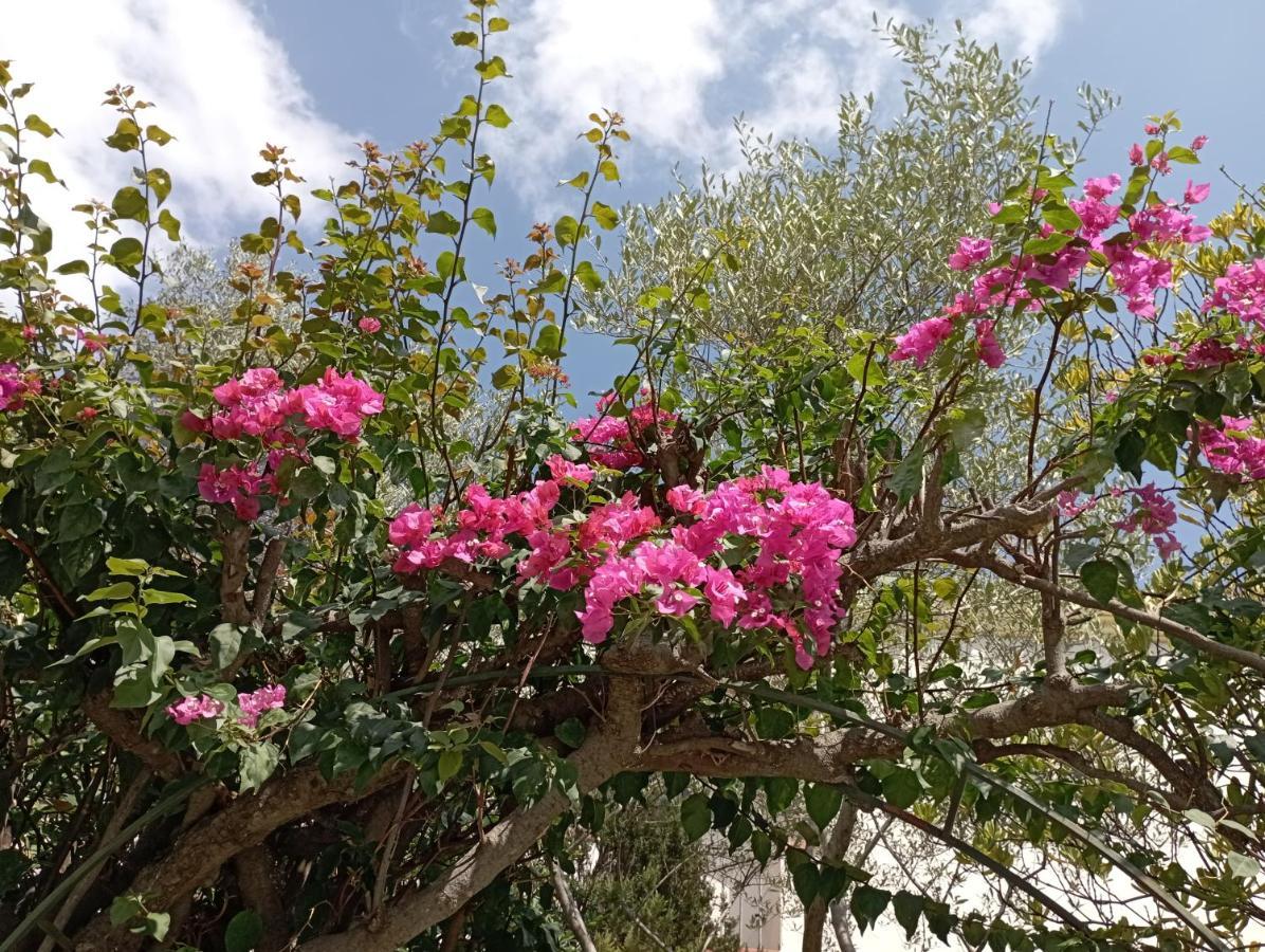 Domus Garden Bed and Breakfast Olbia Buitenkant foto